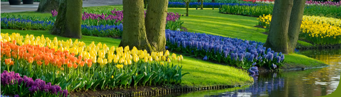 Image of different coloured tulips alongside a river on landscaped grass