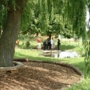 willow tree outside school